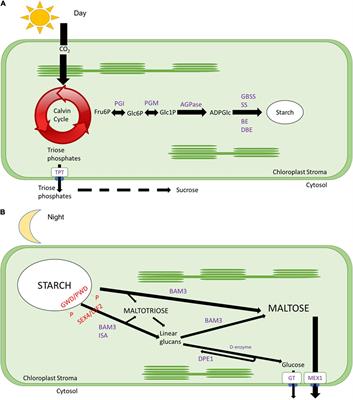 How Stress Affects Your Budget—Stress Impacts on Starch Metabolism